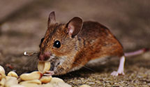24 Hour & Emergency Exterminators in Wadestown, WV